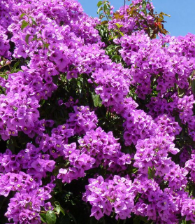 Bougainvillea 'Violet de Mèze'